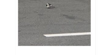 Thumbnail of post image 198