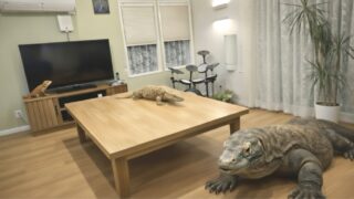 Thumbnail of post image 030