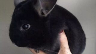 Thumbnail of post image 004